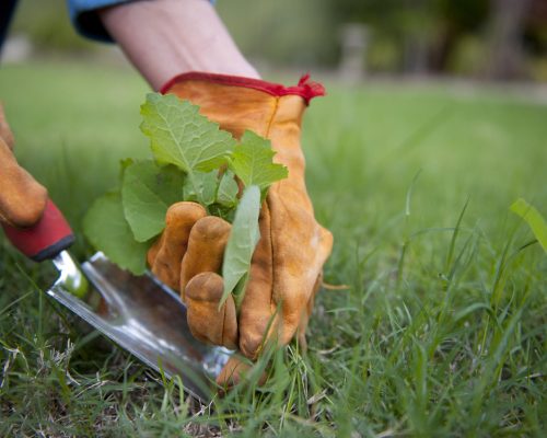 lawn care1
