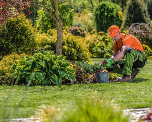 lawn care2